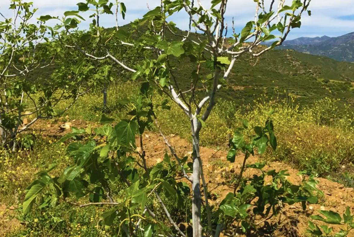 Agricultural land for sale in Lageia Larnaca (10) Agricultural land for sale in Lageia Larnaca