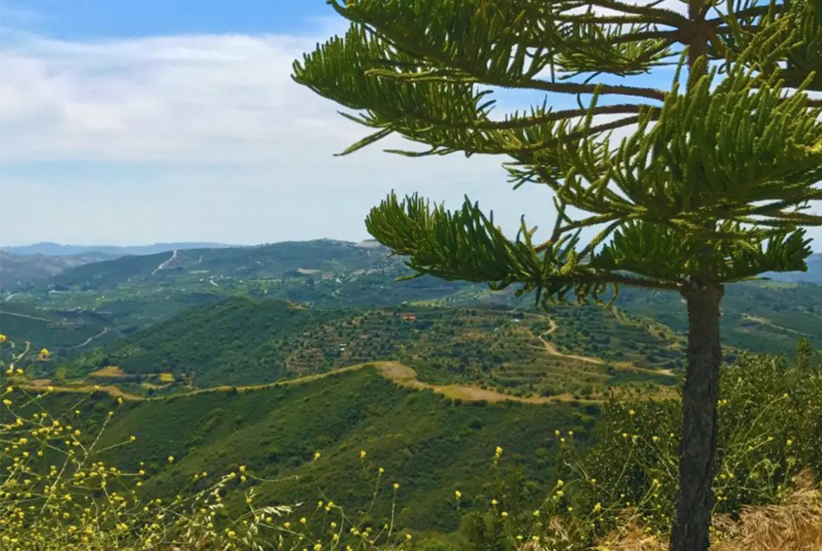 Agricultural land for sale in Lageia Larnaca (2) Agricultural land for sale in Lageia Larnaca