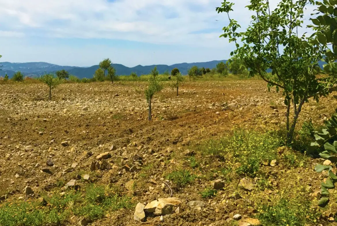 Agricultural land for sale in Lageia Larnaca (7) Agricultural land for sale in Lageia Larnaca