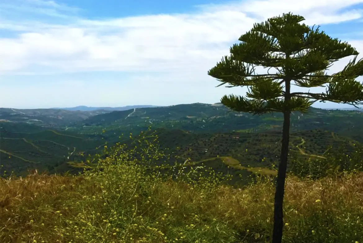 Agricultural land for sale in Lageia Larnaca (9)