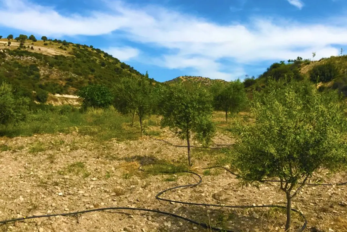 Agricultural land for sale in Skarinou (2) Agricultural land for sale in Skarinou