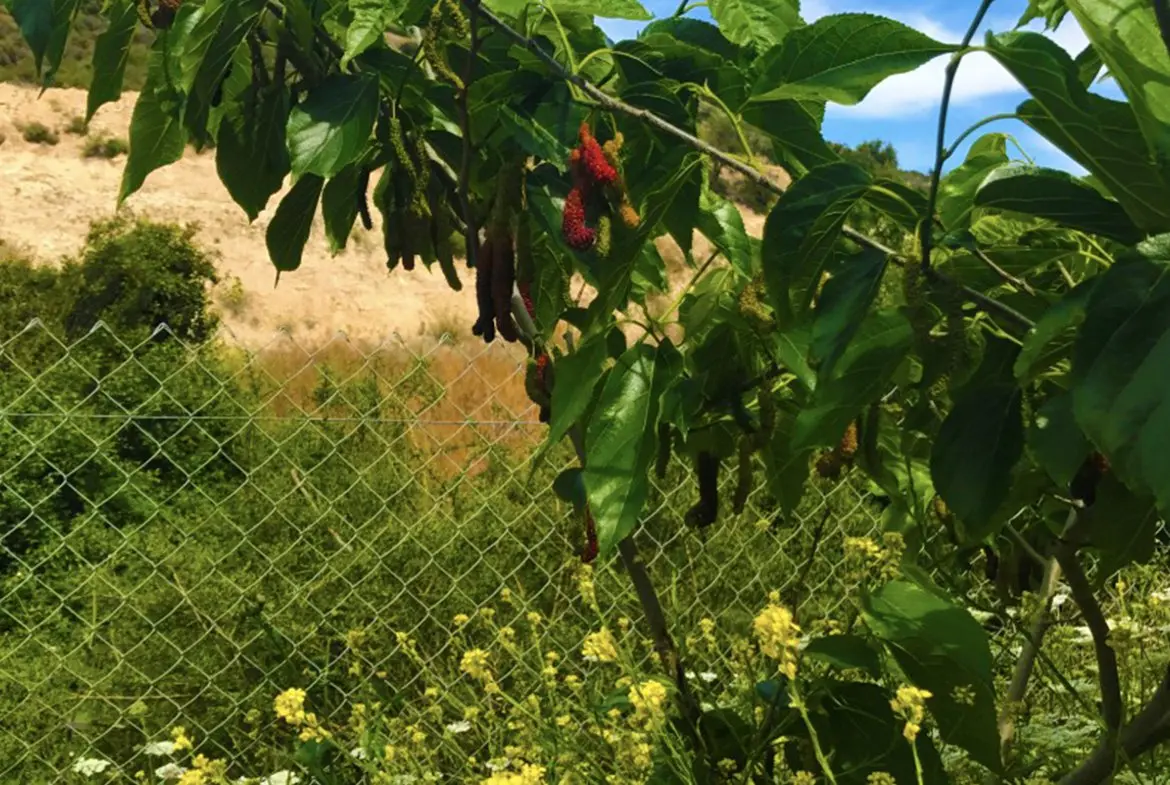 Agricultural land for sale in Skarinou (3) Agricultural land for sale in Skarinou
