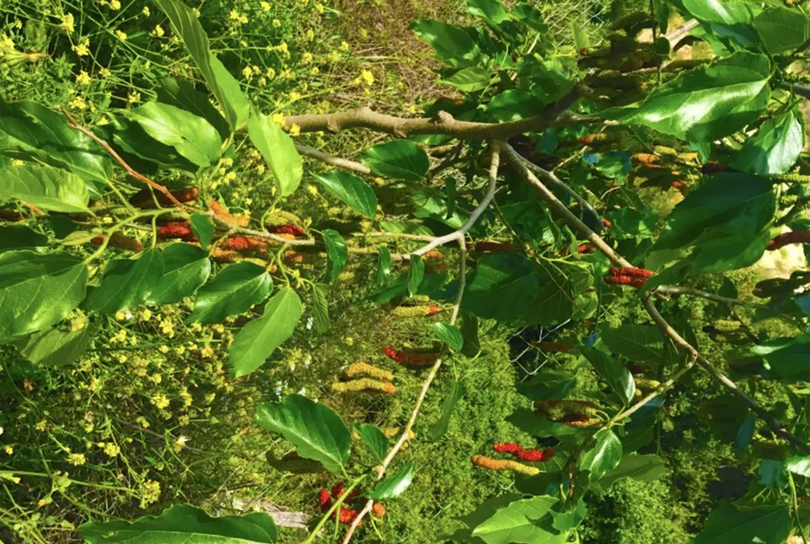 Agricultural land for sale in Skarinou (4) Agricultural land for sale in Skarinou